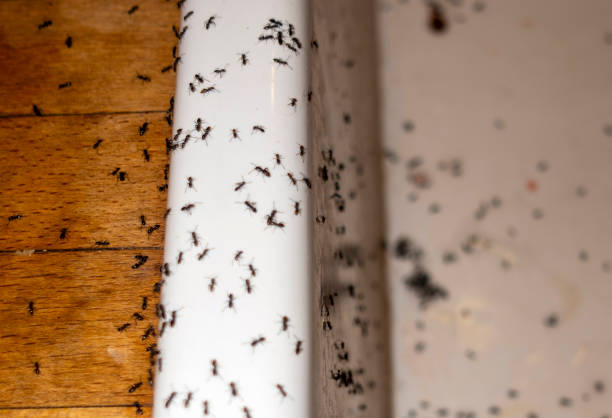 Best Exterminator Services  in Bedford, OH