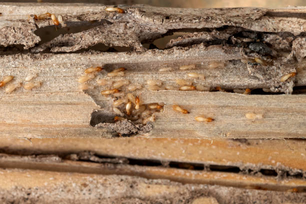 Best Commercial Pest Control Services  in Bedford, OH